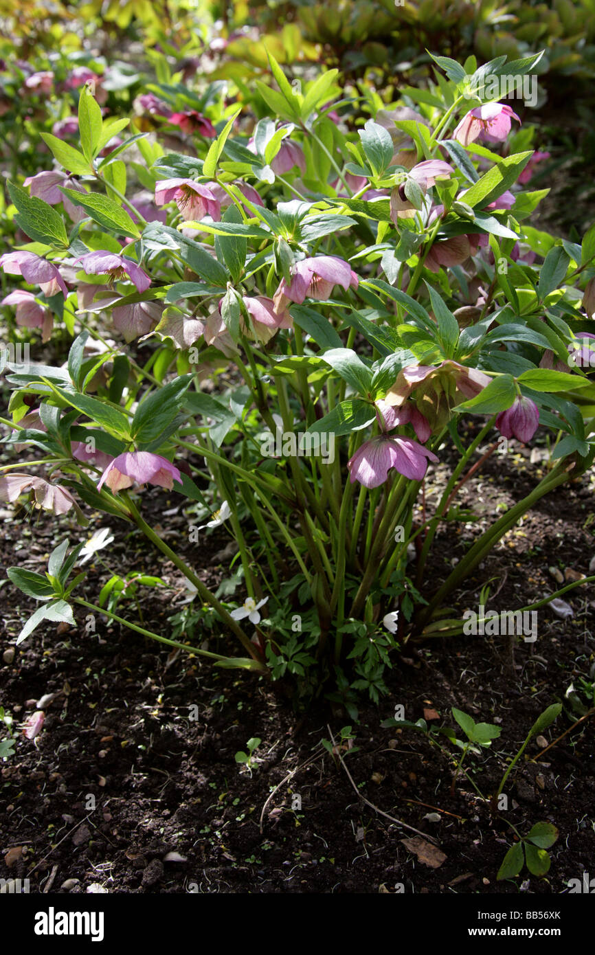 Christmas Rose aka Black Hellebore, Helleborus Niger, Ranunculaceae Stock Photo