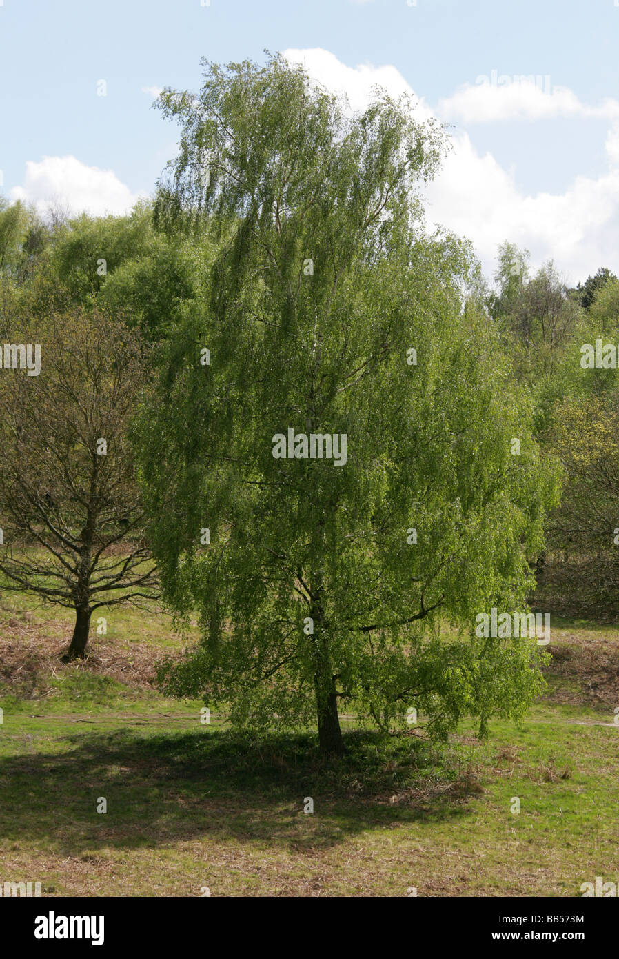 Silver Birch Tree aka European Weeping Birch, European White Birch or Weeping Birch, Betula pendula Stock Photo