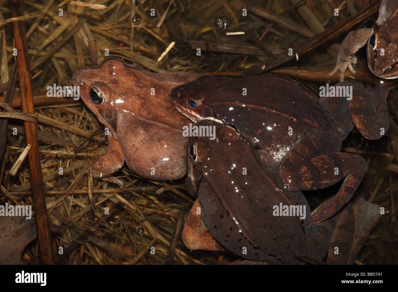 Wood Frogs males (Rana sylvatica) (Lithobates sylvaticus) Attempting