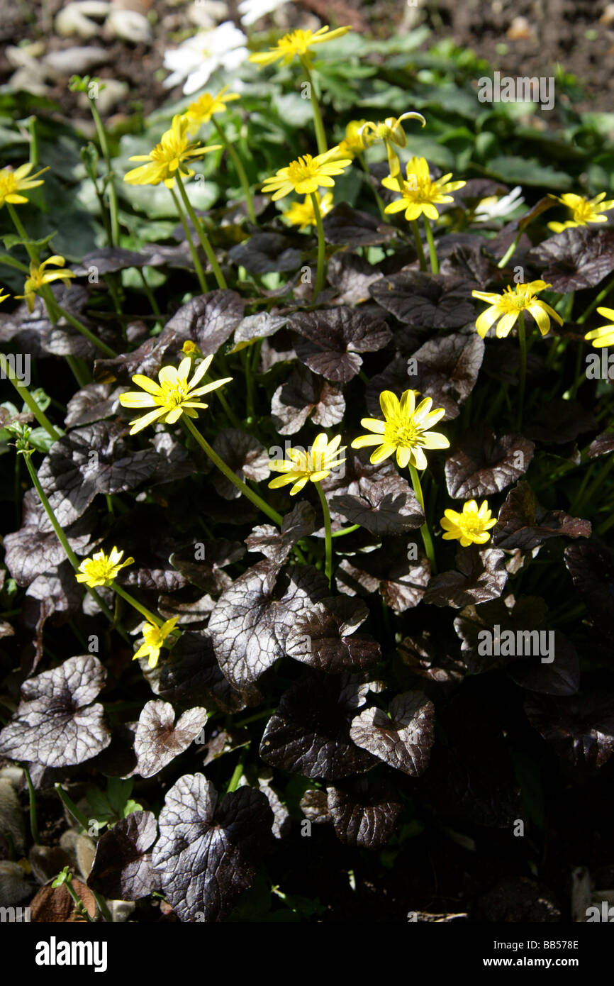 Lesser Celandine, Ranunculus ficaria, 'Brazen Hussy', Ranunculaceae Stock Photo