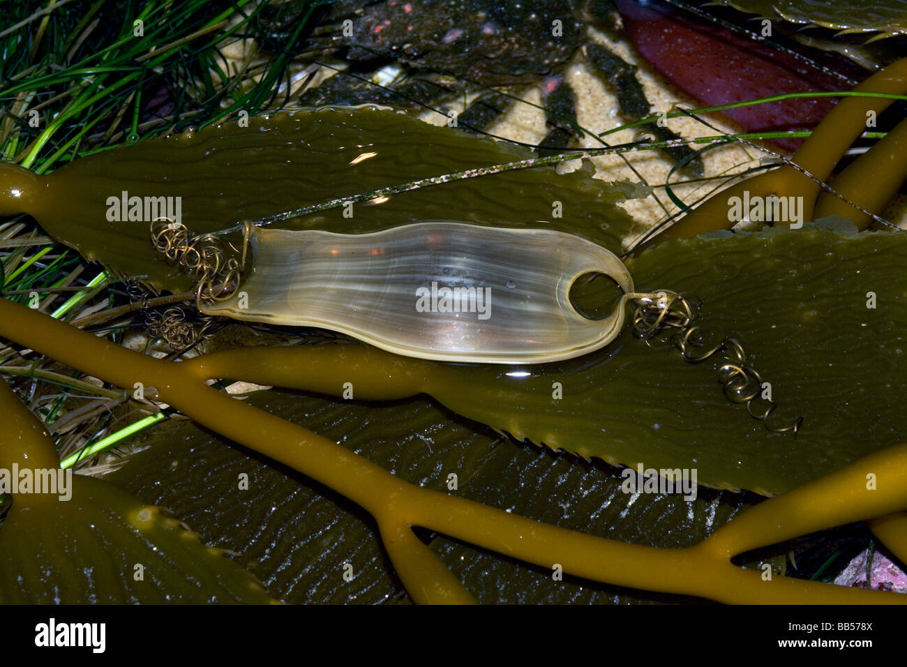 Swell Shark Egg Capsule Stock Photo