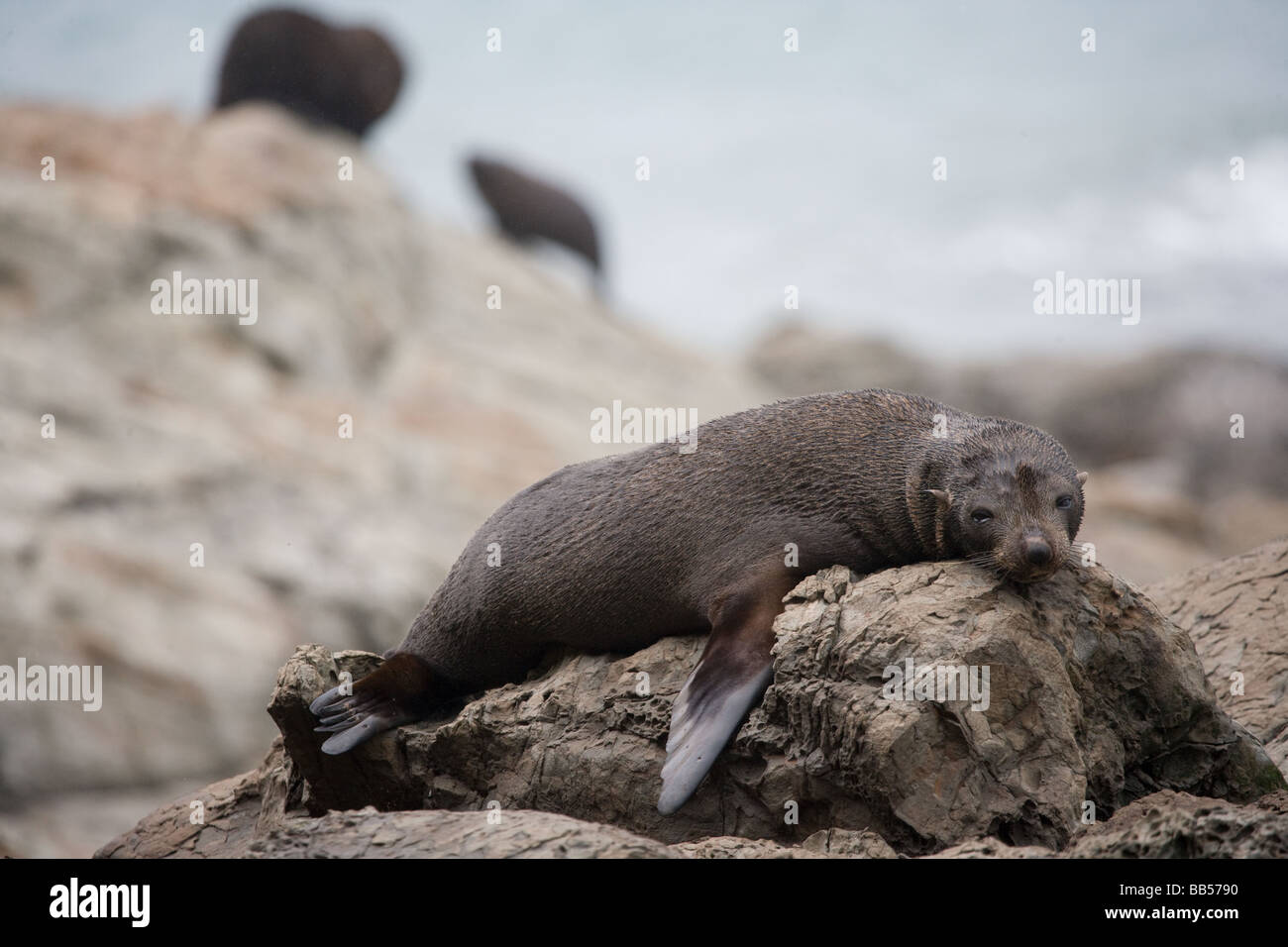 Seals in Kaikoura South Island New Zealand Stock Photo Alamy