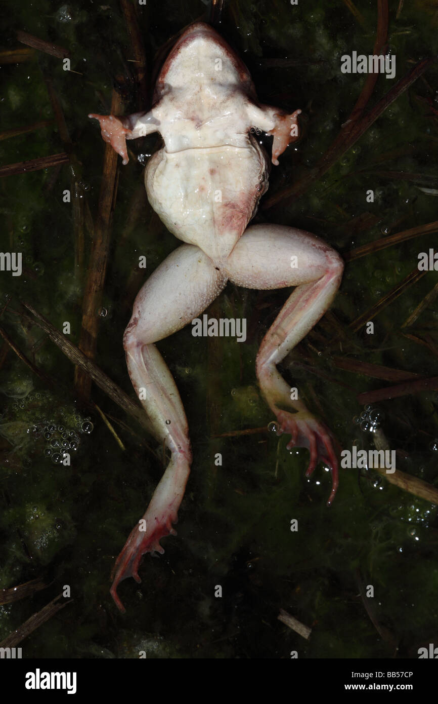 Wood Frog (Rana sylvatica) Dead Female - Possibly a victim of fungal disease - York Stock Photo