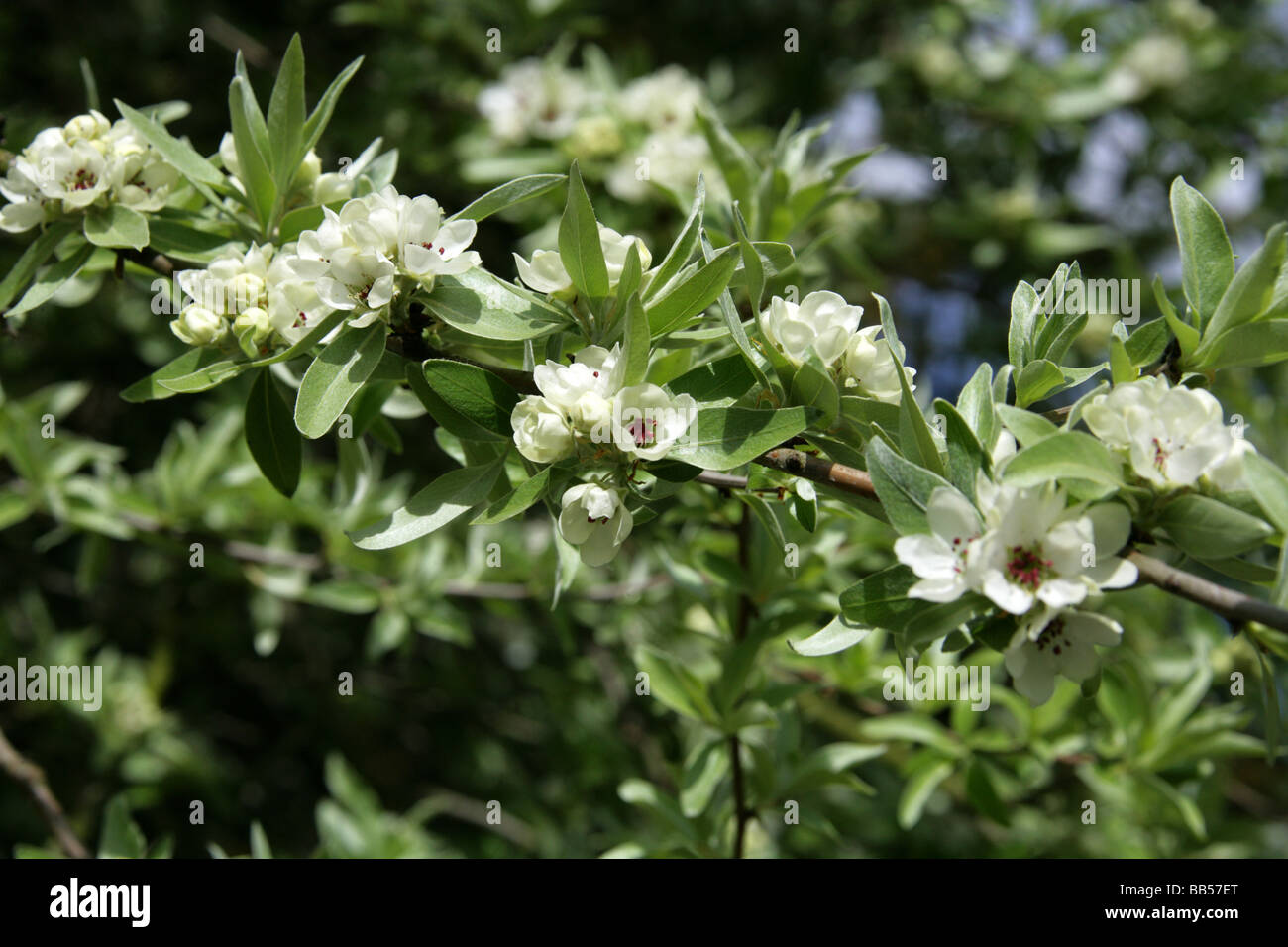 Willowleafed Pear, Willowleaf Pear or Weeping Pear Tree, Pyrus