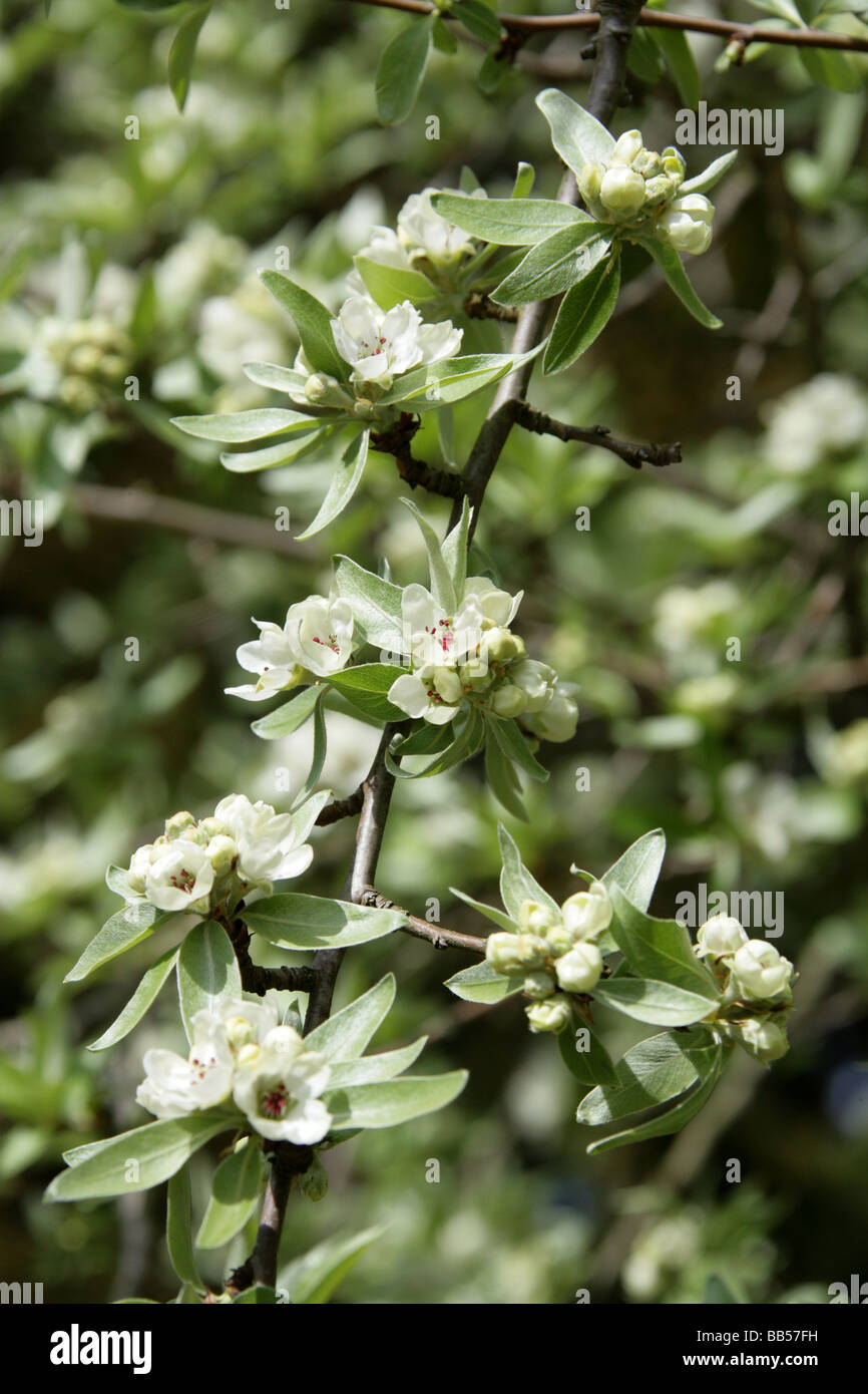 Willow-leafed Pear, Willowleaf Pear or Weeping Pear Tree, Pyrus salicifolia var orientalis, Rosaceae, Caucasus, Middle East Stock Photo