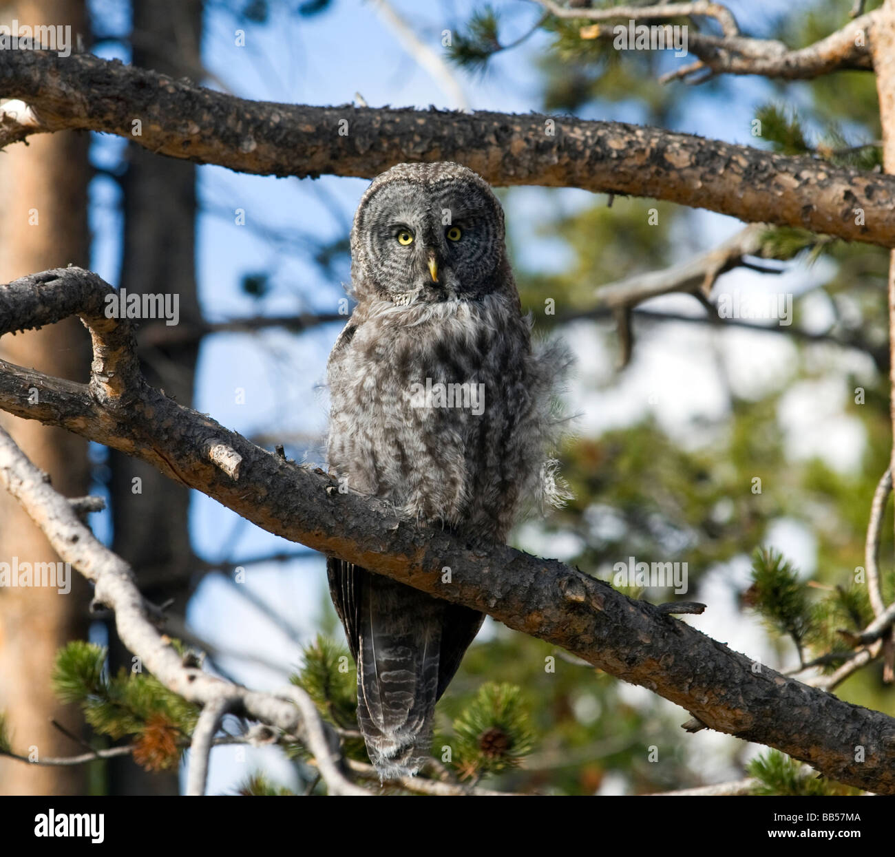 Great Grey Owl (Strix nebulosa) sits in a tree, Yellowstone National Park. Stock Photo