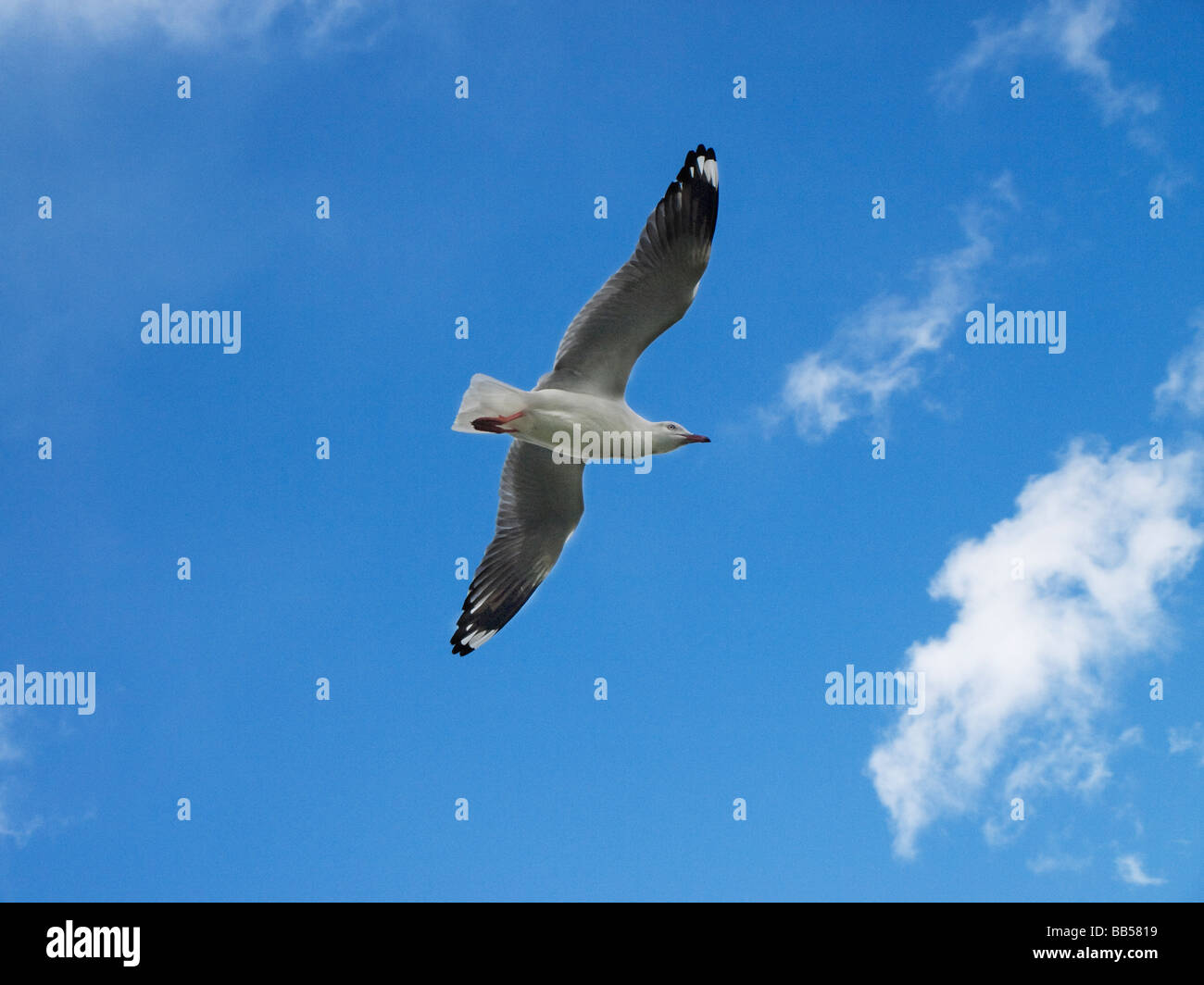 Silver Gull Larus novaehollandiae in flight from below Stock Photo