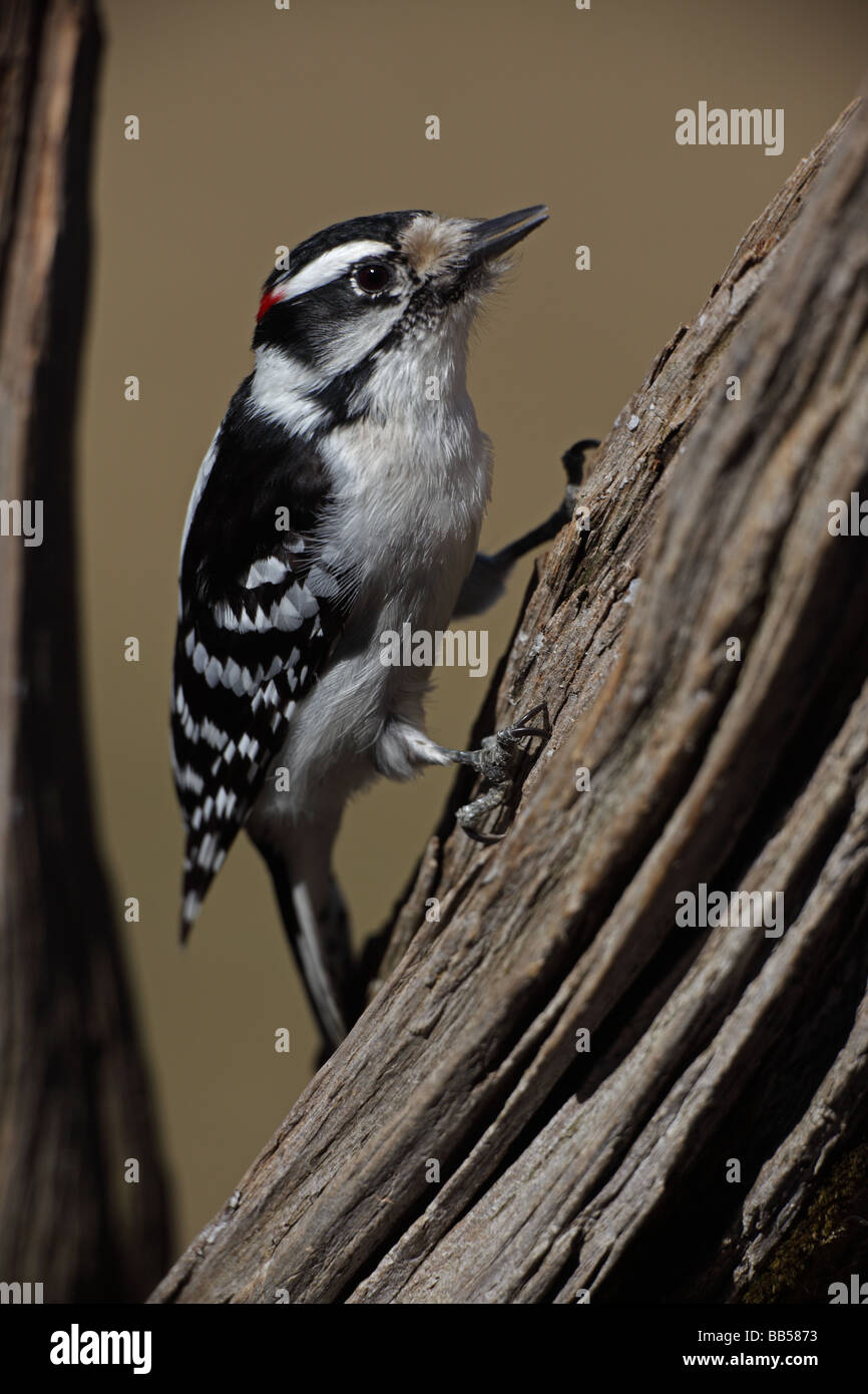 Downy woodpecker picoides pubescens new hi-res stock photography and