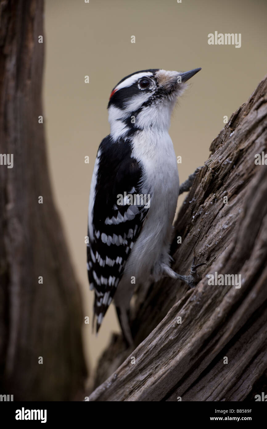 Downy Woodpecker (Picoides pubescens) New York - USA - Found near or in