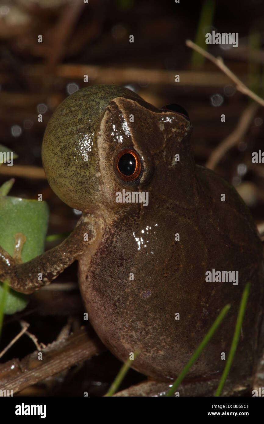 Peepers male calling chorus frog hires stock photography and images Alamy
