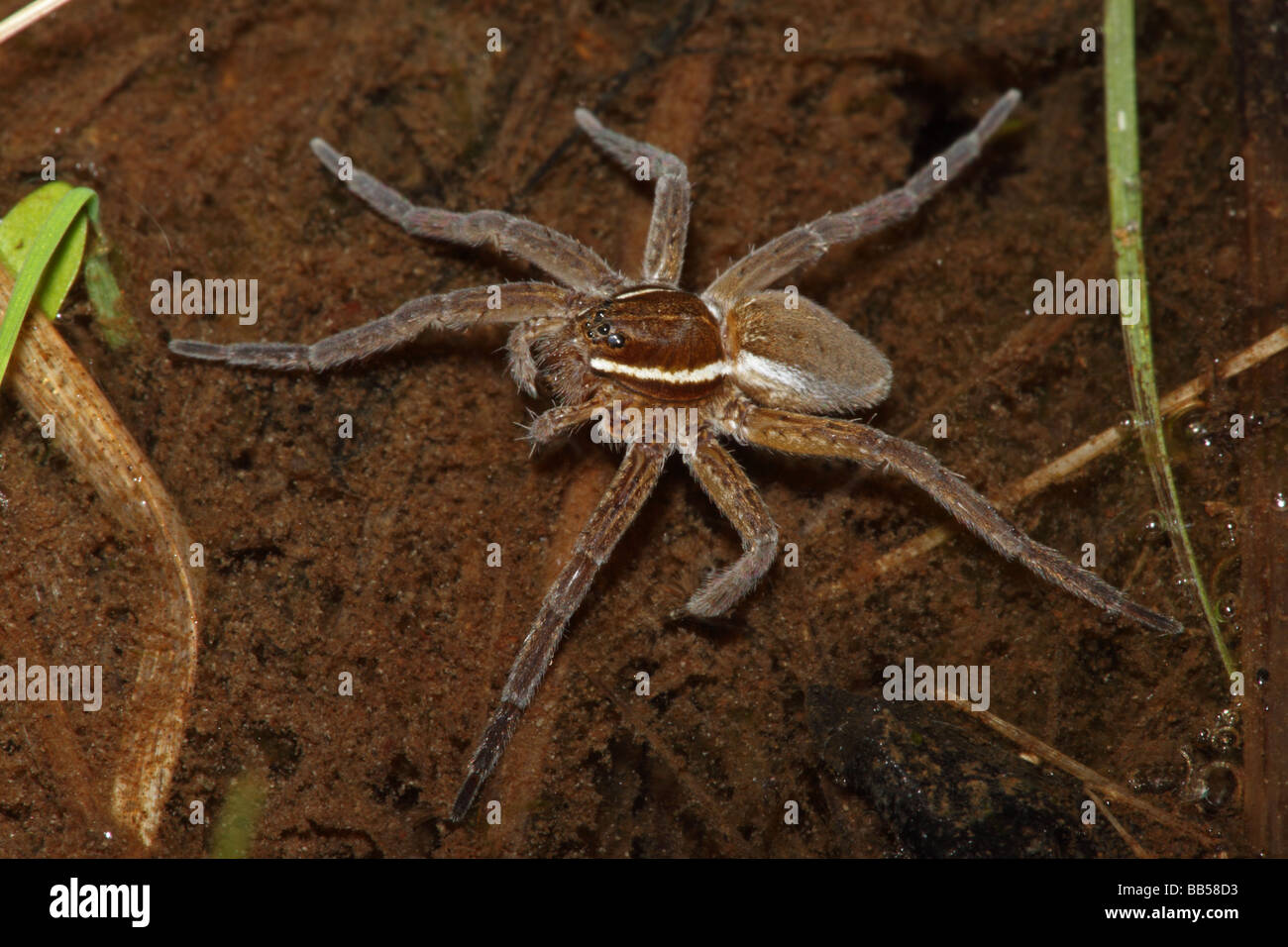 Raft Spider (Dolomedes spp) Eating a fly - New York - USA Stock Photo