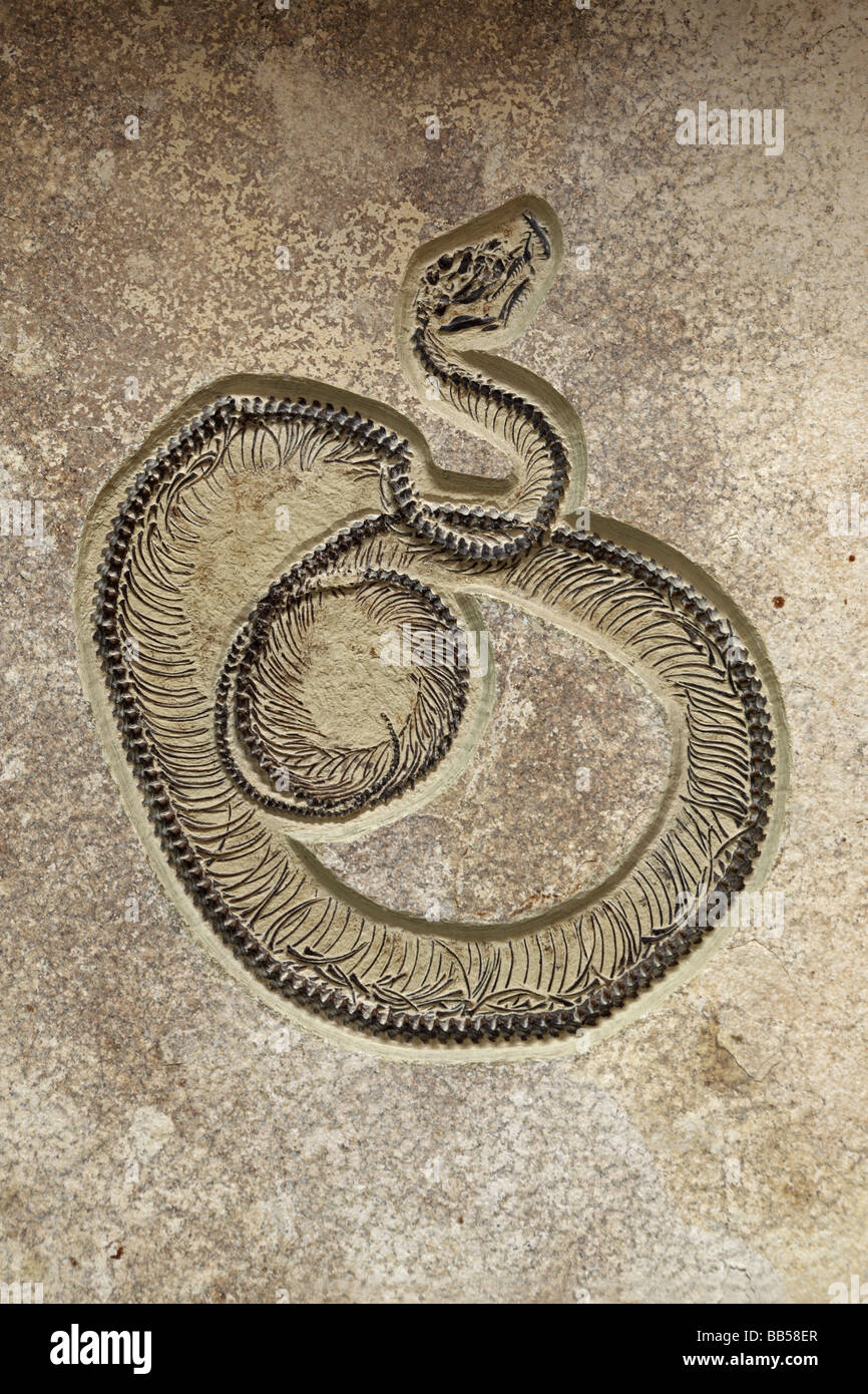 Fossil snake hi-res stock photography and images - Alamy