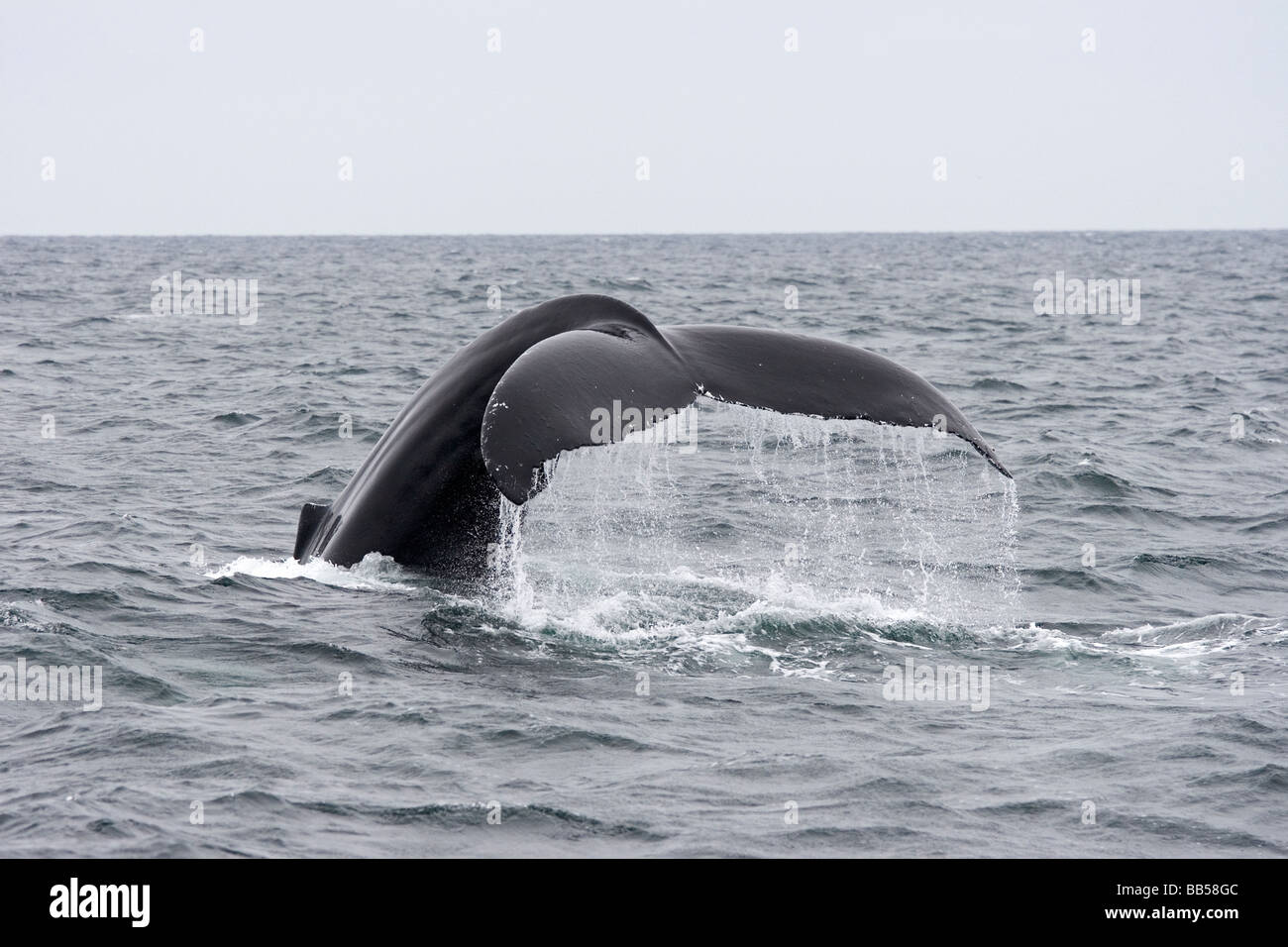 Whale tail, aka flukes, of a Humpback whale drip water as it leaves the surface in the North Atlantic near Stellwagen bank. Stock Photo