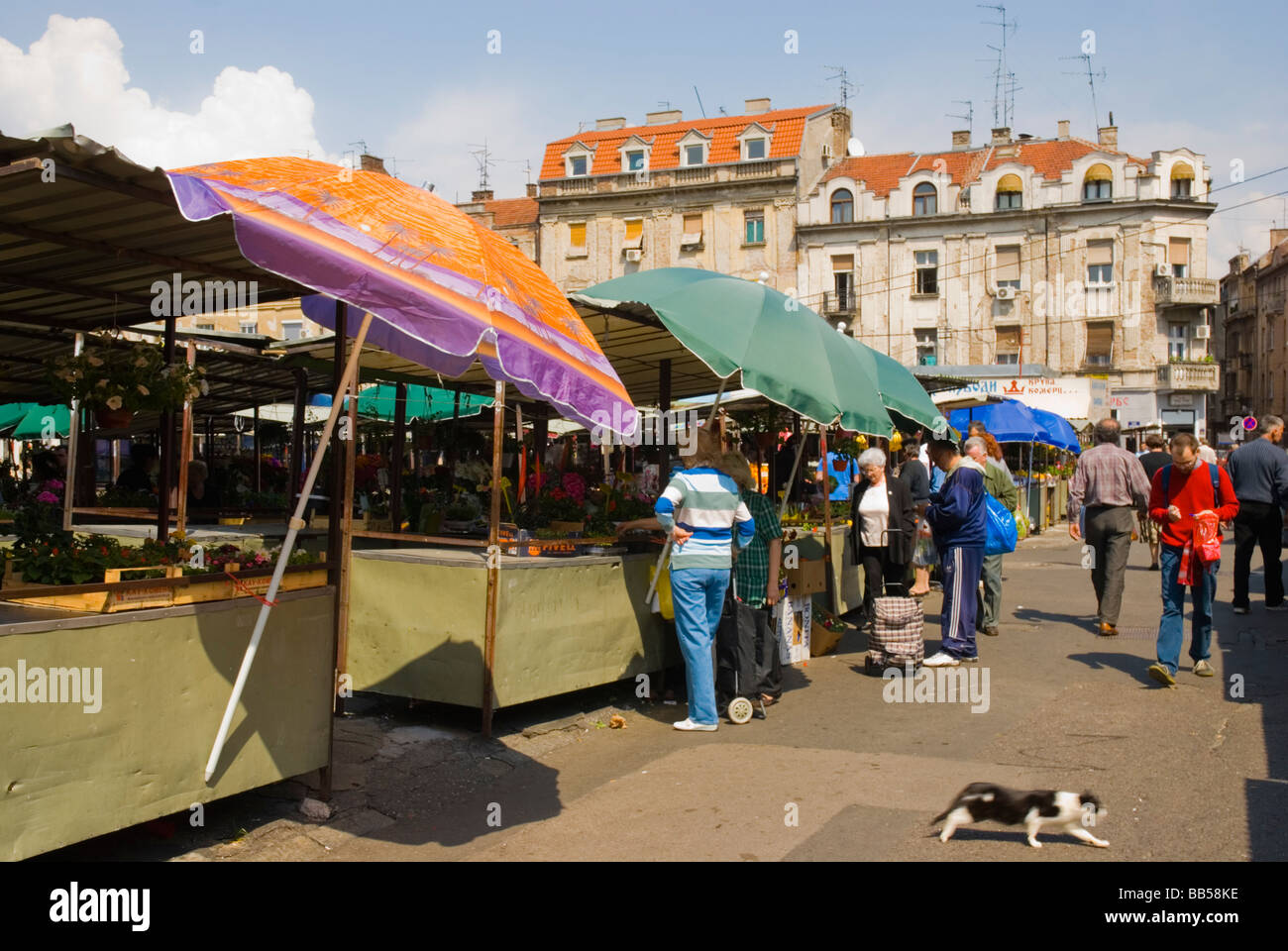 Bajlonova pijaca market in central Belgrade Serbia Europe Stock Photo