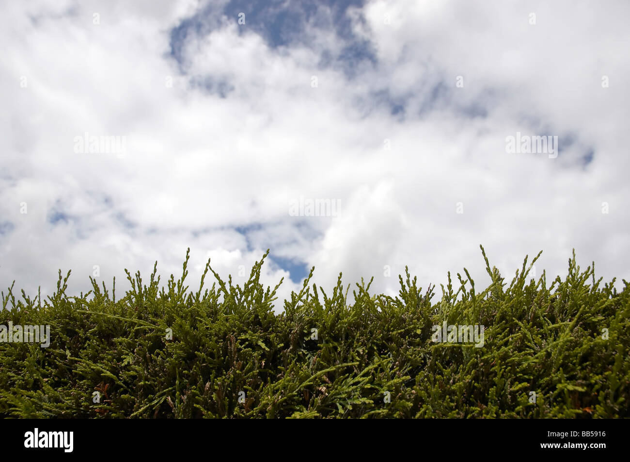 A leylandii hedge against a cloudy sky Stock Photo
