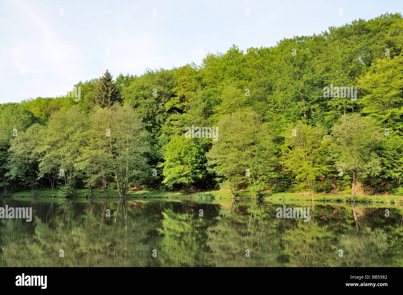 Mixed forest in Hesse, Germany Stock Photo