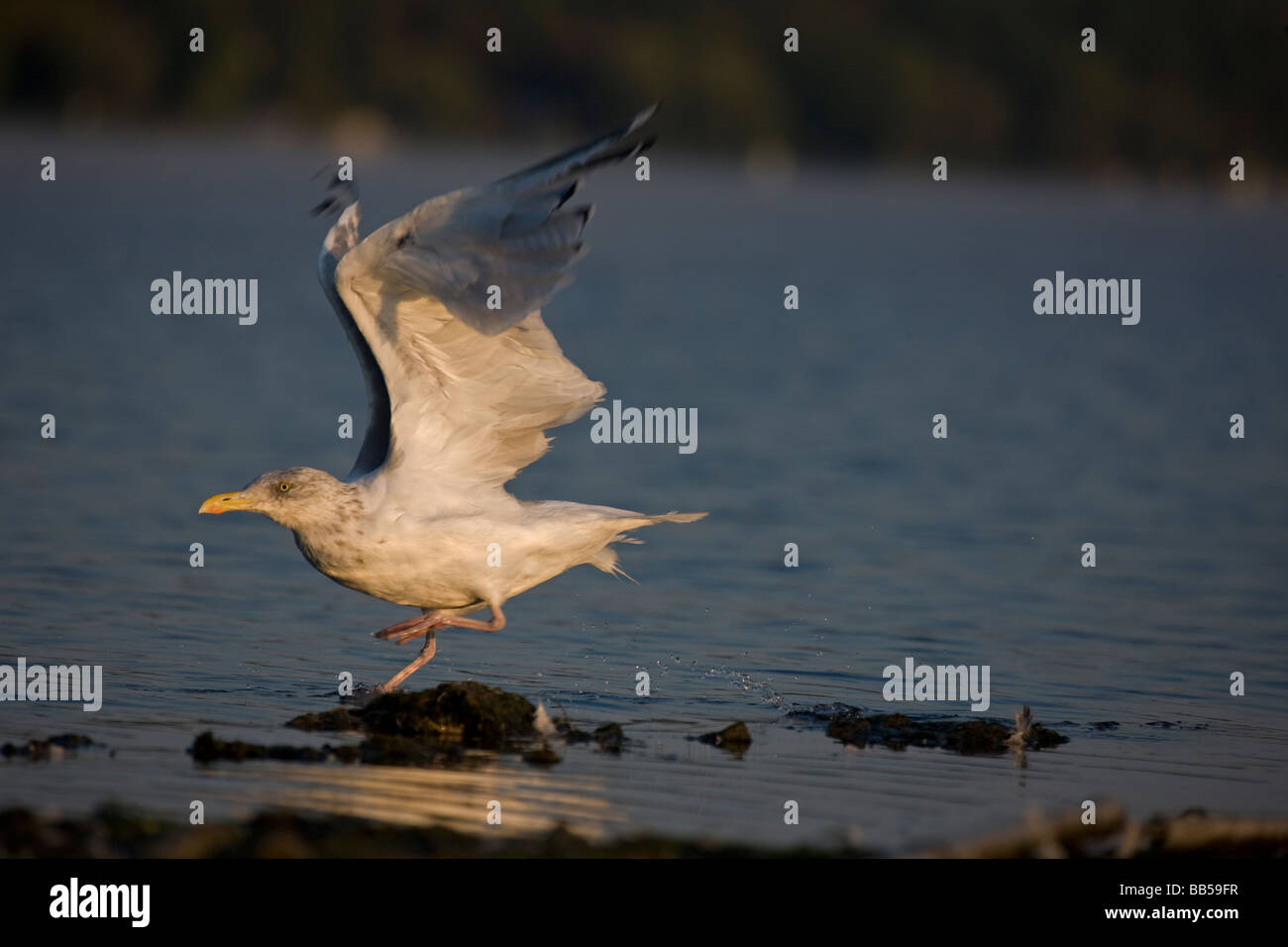 Herring Gull (Larus argentatus) New York USA Adult taking off from