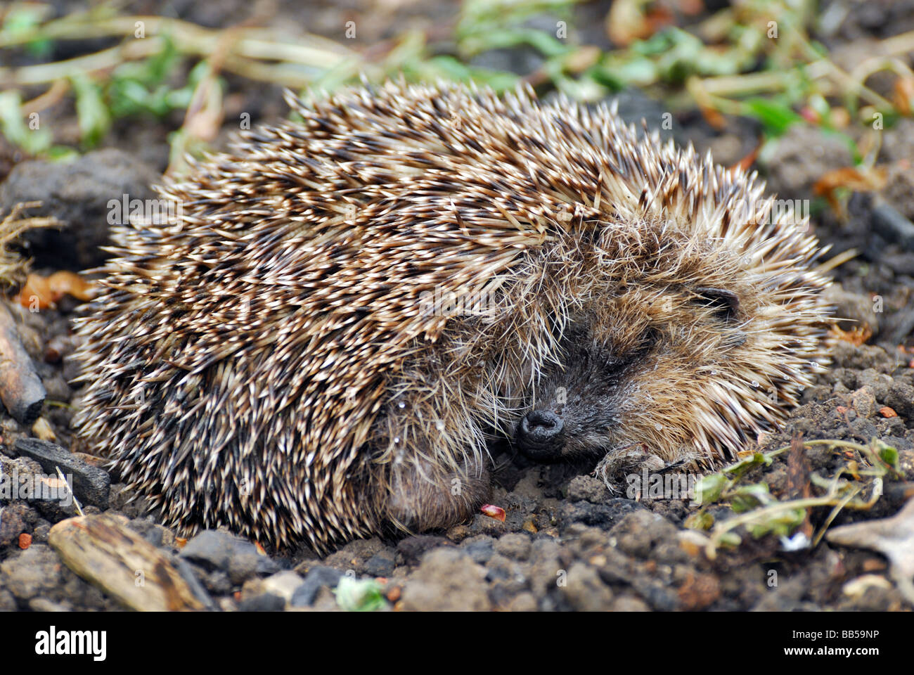 Close up of a sleeping hedgehog Stock Photo Alamy