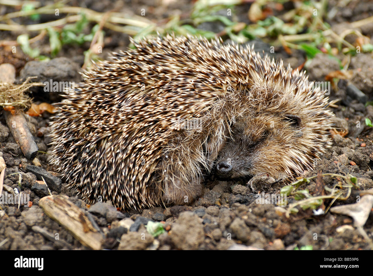 Sleeping hedgehog hires stock photography and images Alamy