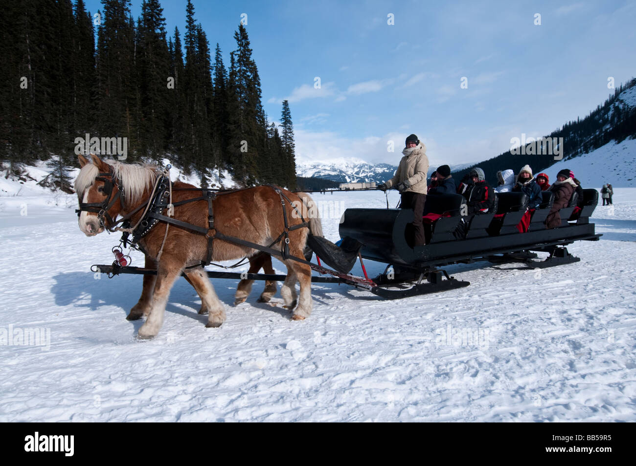 Taking a horse drawn sleigh ride at the Lake Louise Mountain Resort
