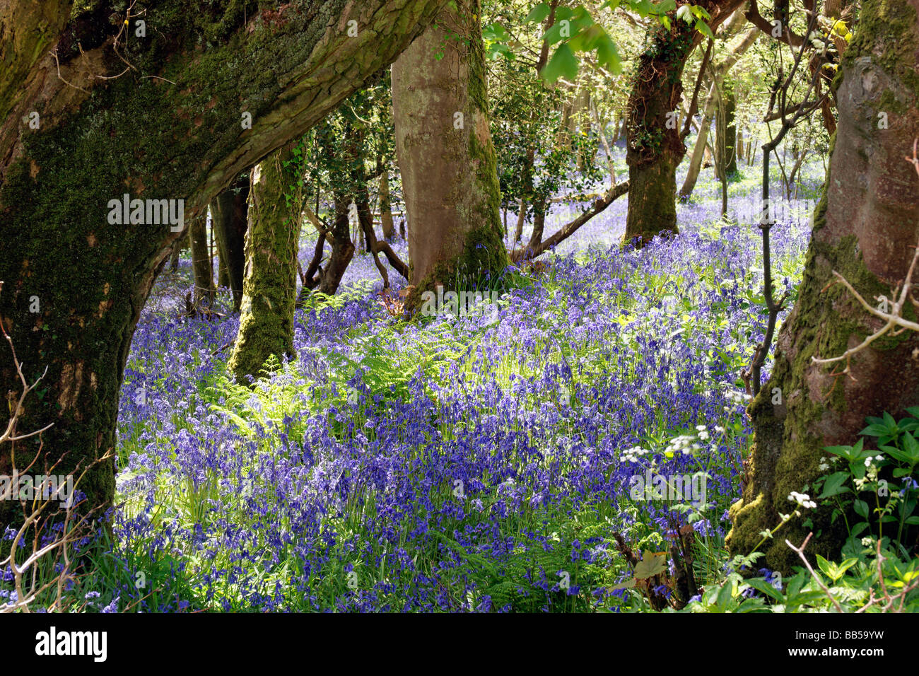 Bluebell woods near Tyneham in Dorset Stock Photo