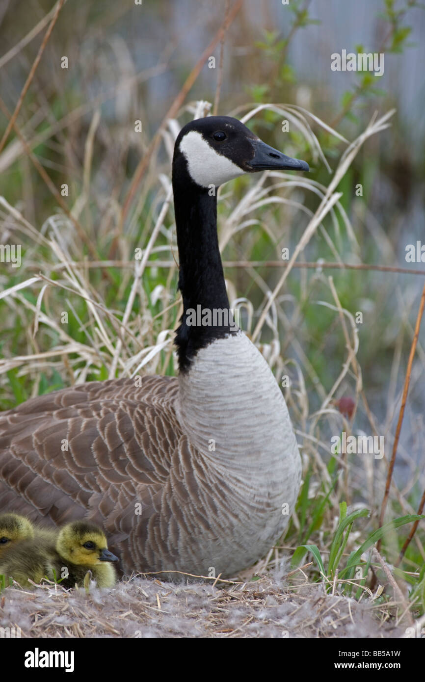 Hatched geese hi res stock photography and images Page 9 Alamy