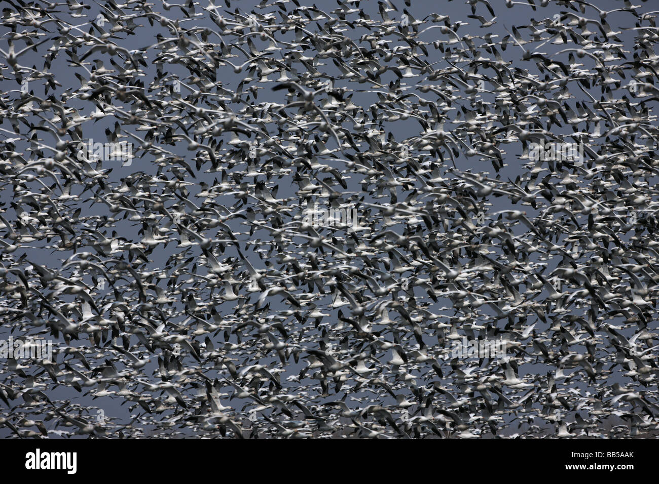 Snow Geese (Chen caerulescens) NY USA Large group in flight