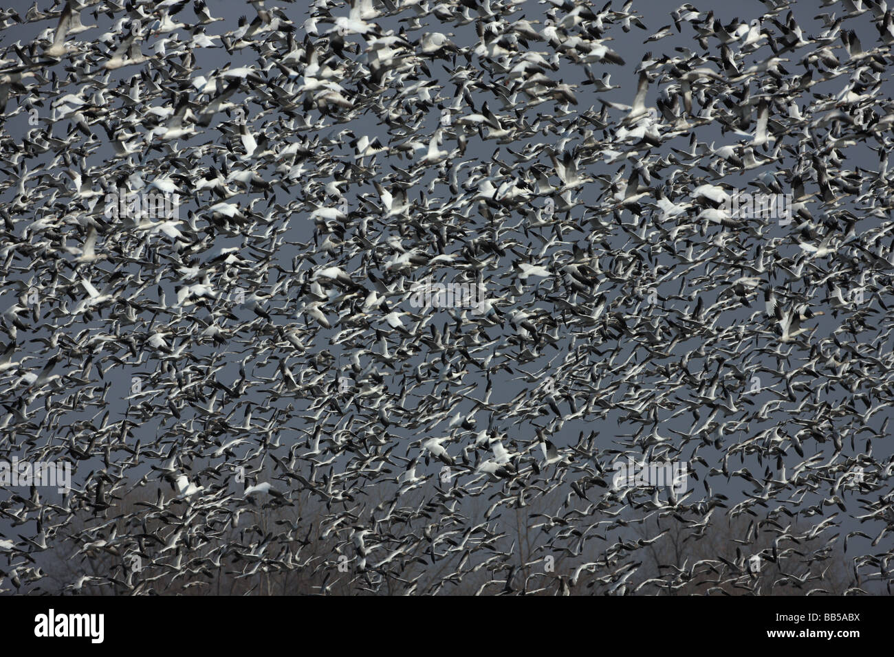 Snow Geese (Chen caerulescens) NY USA Large group in flight