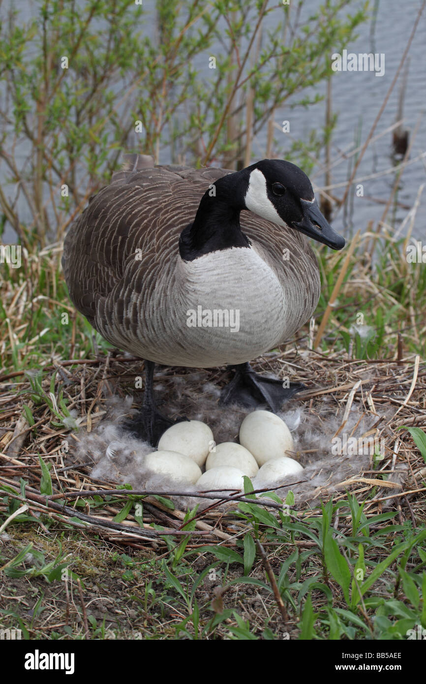 Canada Goose (Branta canadensis) Mother on nest with eggs New York
