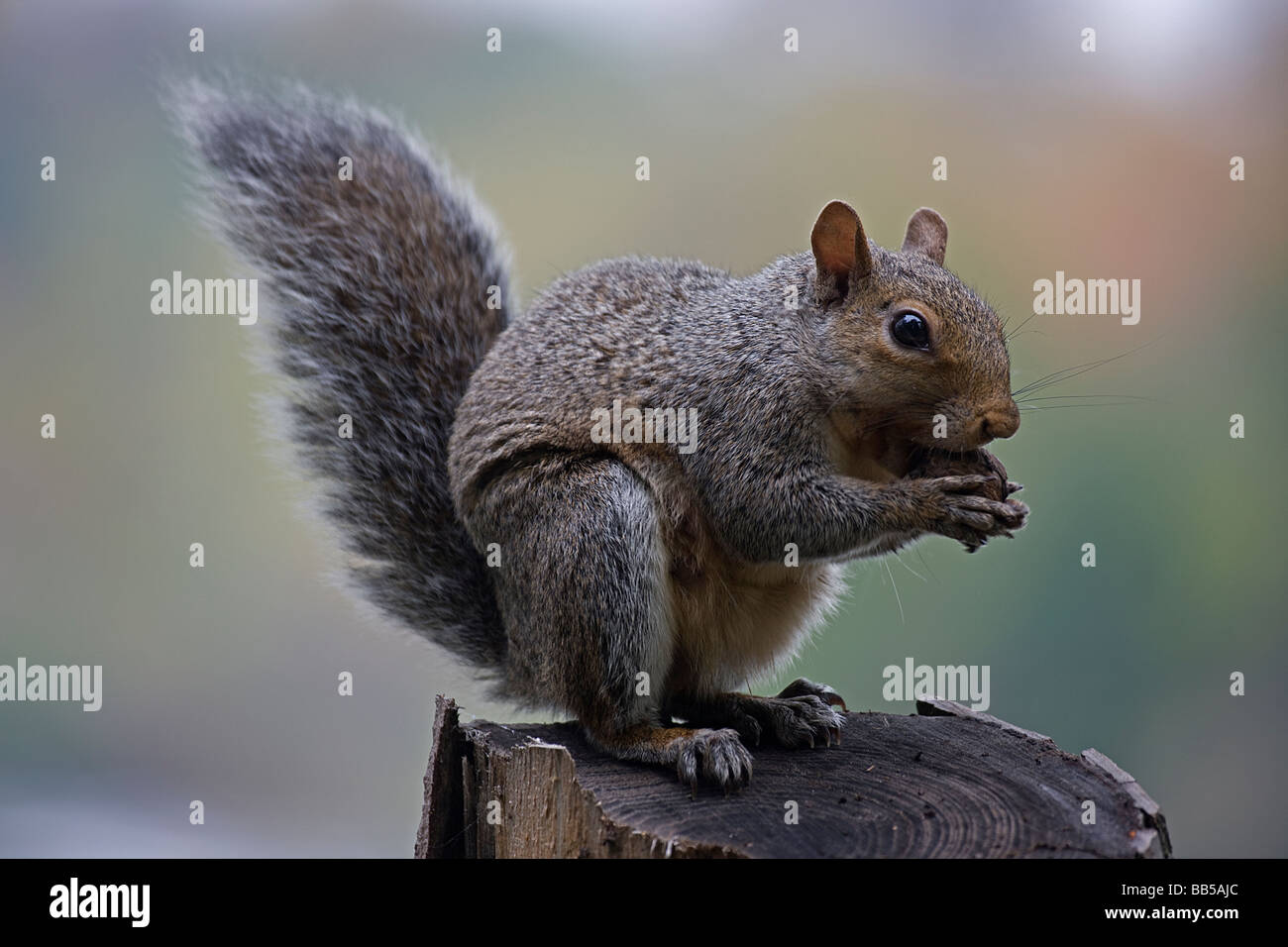 Eastern Gray Squirrel (Sciurus carolinensis) Eating nuts in tree - New York Stock Photo
