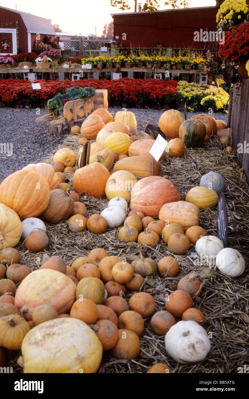 Variety of different fall pumpkins in various sizes on bed of straw Stock Photo
