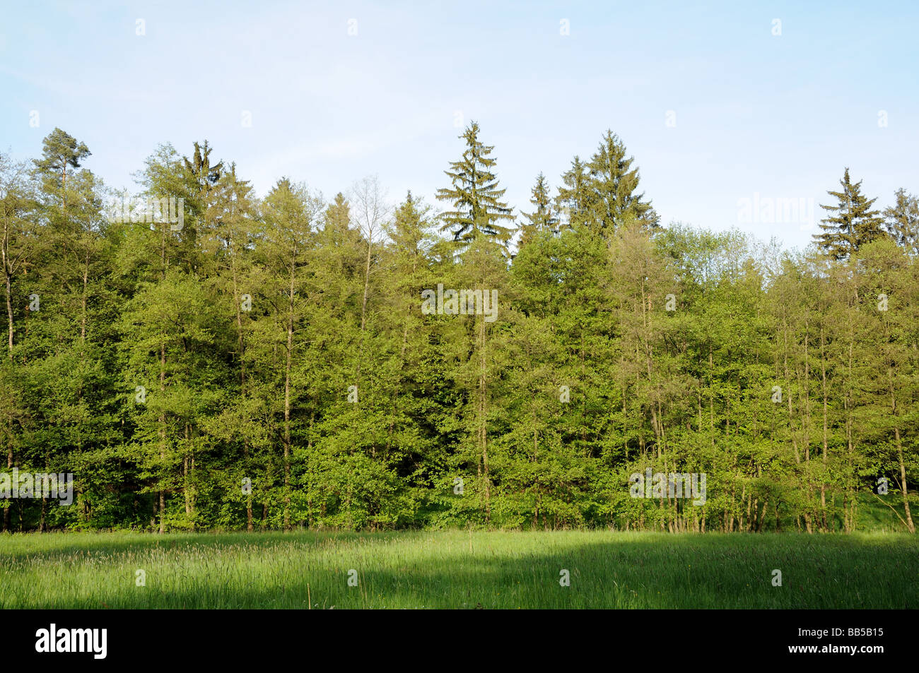Mixed forest in Hesse, Germany Stock Photo