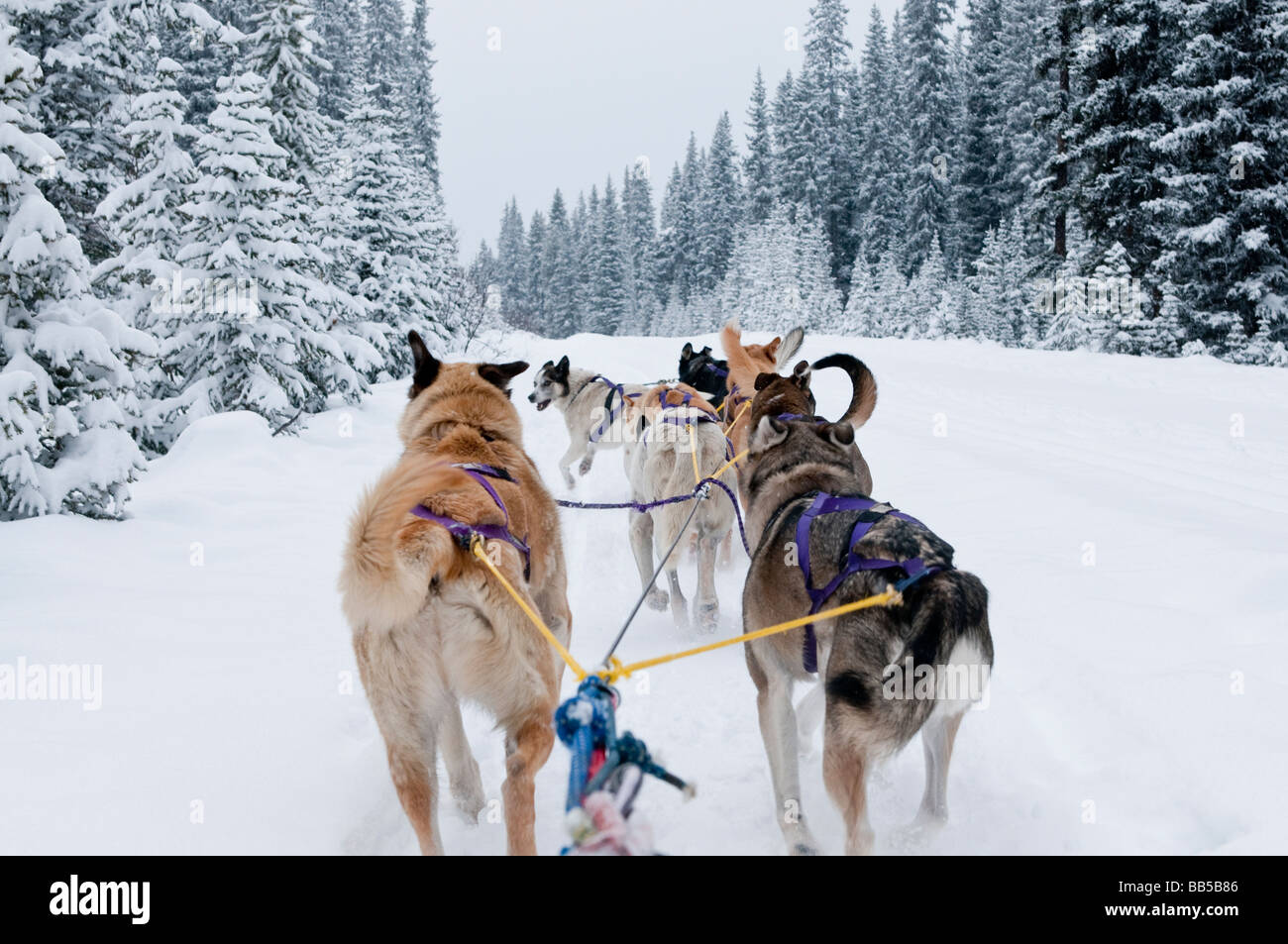 View of a dog sled team as seen from the sled Dog sledding in the snow at the Lake Louise Mountain Resort in Canada Stock Photo