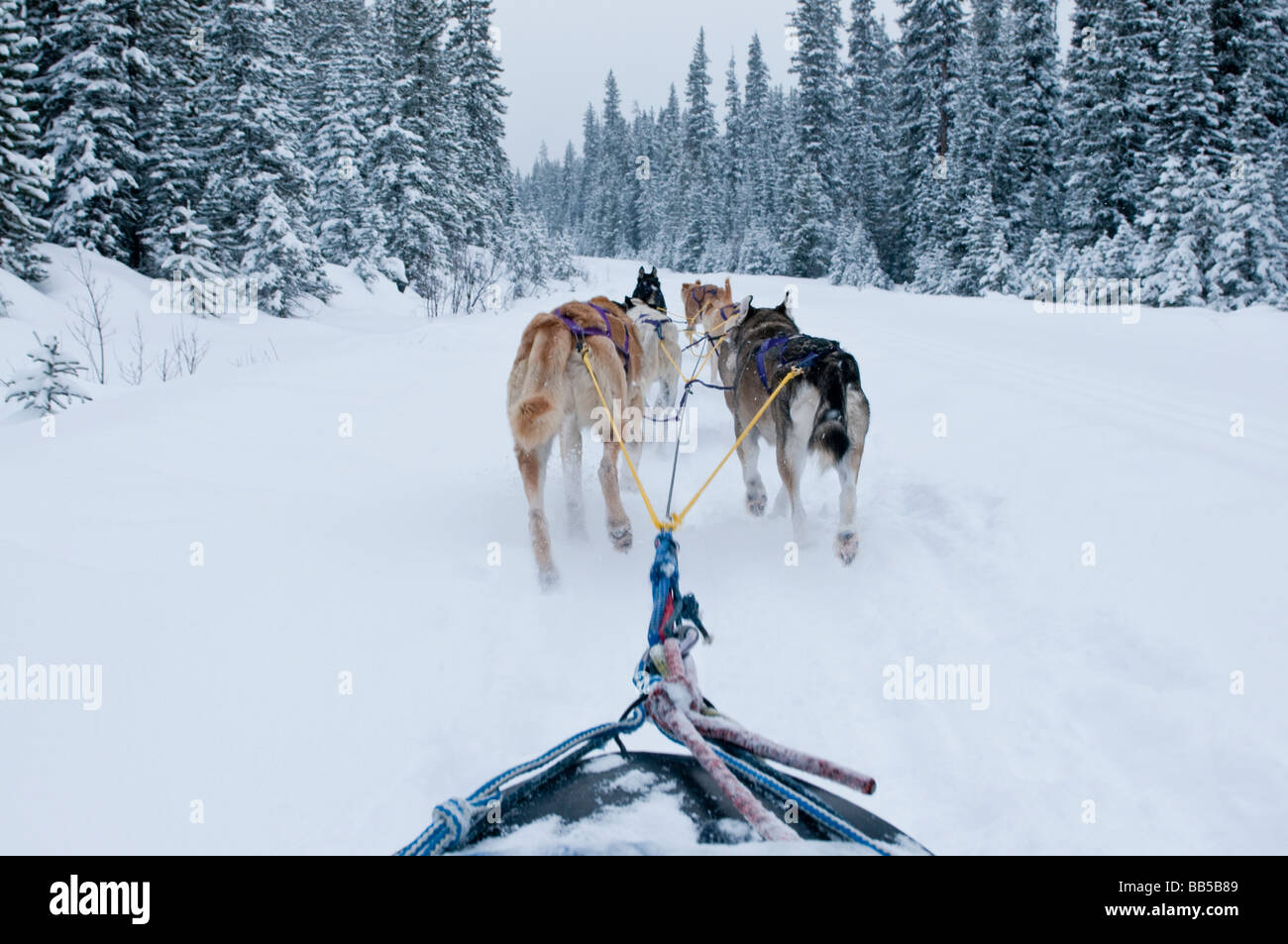 View of a dog sled team as seen from the sled Dog sledding in the snow at the Lake Louise Mountain Resort in Canada Stock Photo