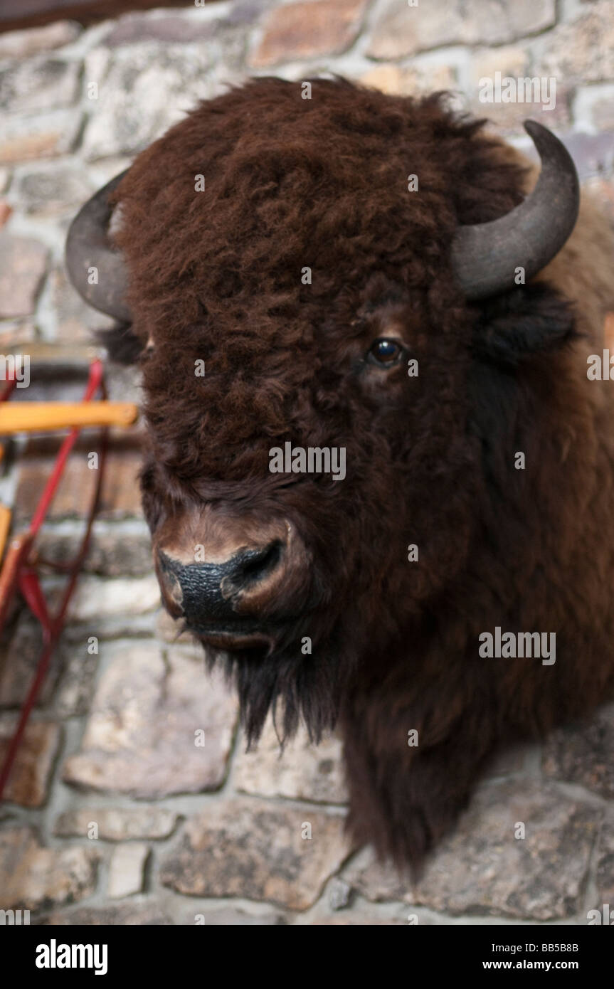 stuffed buffalo head