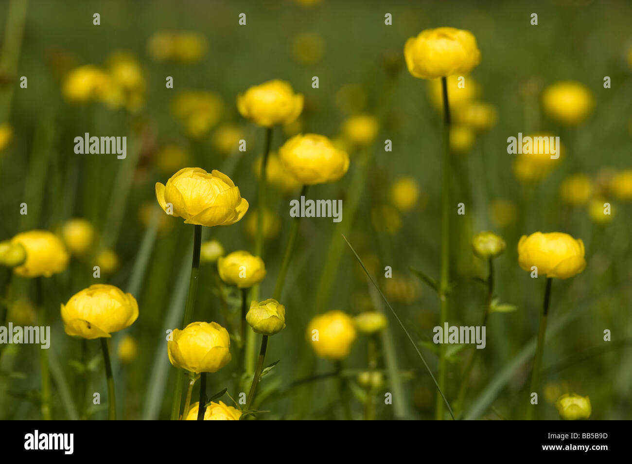Globe Flower (Trollius europaeus Stock Photo Alamy