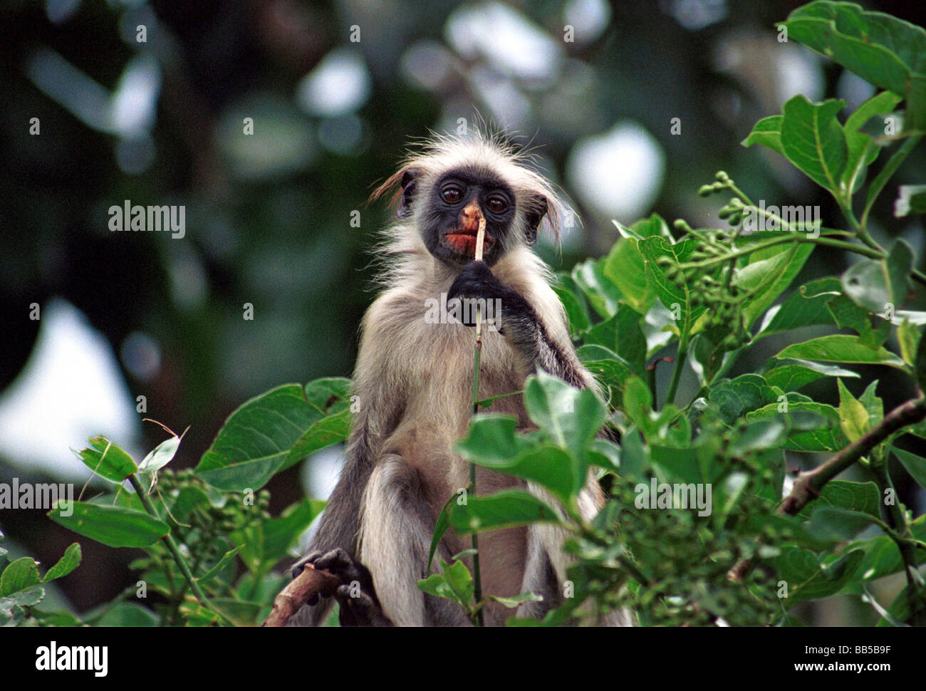 Sansibar Red Colubus Africas most endangered monkey in the Jozani Forest National Park - Zanzibar Island Tanzania Stock Photo