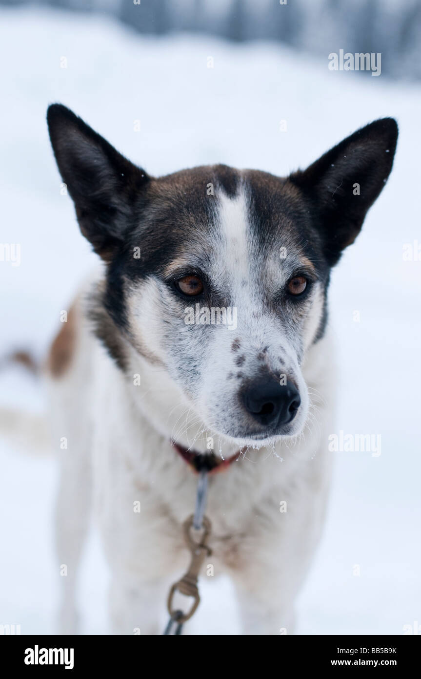 Dog sledding in the snow at the Lake Louise Mountain Resort in Canada Stock Photo
