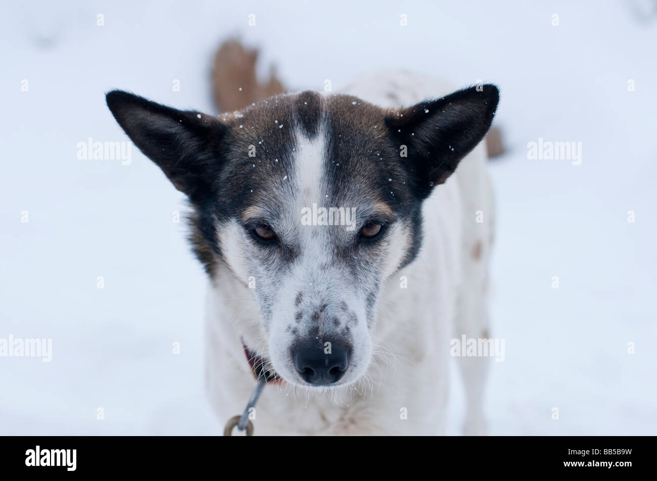 Dog sledding in the snow at the Lake Louise Mountain Resort in Canada Stock Photo