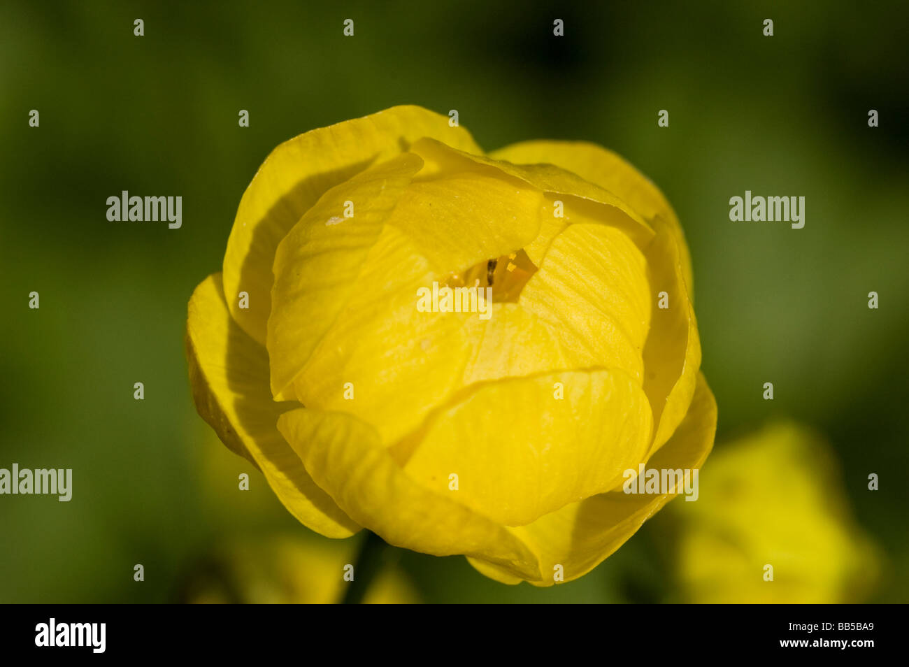 Globe Flower (Trollius europaeus Stock Photo Alamy