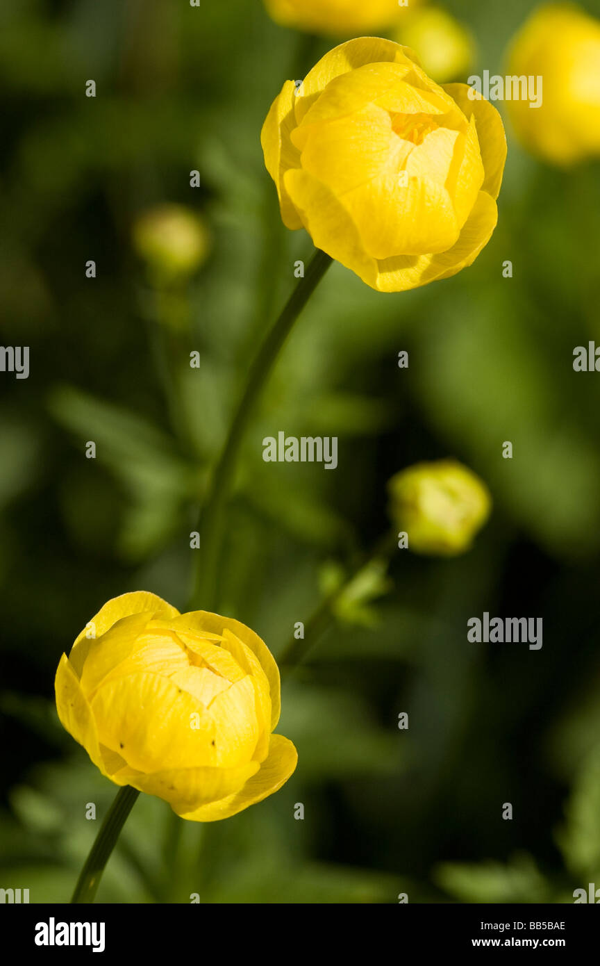 Globe Flower (Trollius europaeus Stock Photo Alamy