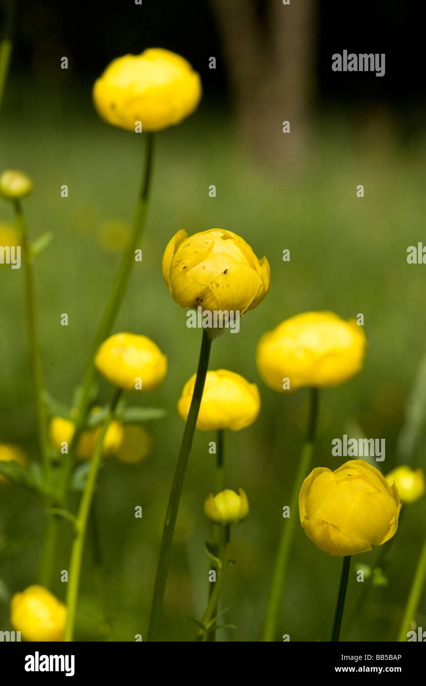 Globe Flower (Trollius europaeus Stock Photo Alamy
