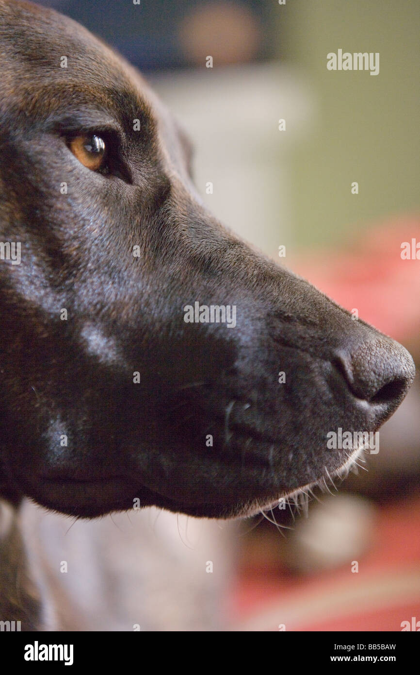 profile of retriever-lab mix dog Stock Photo