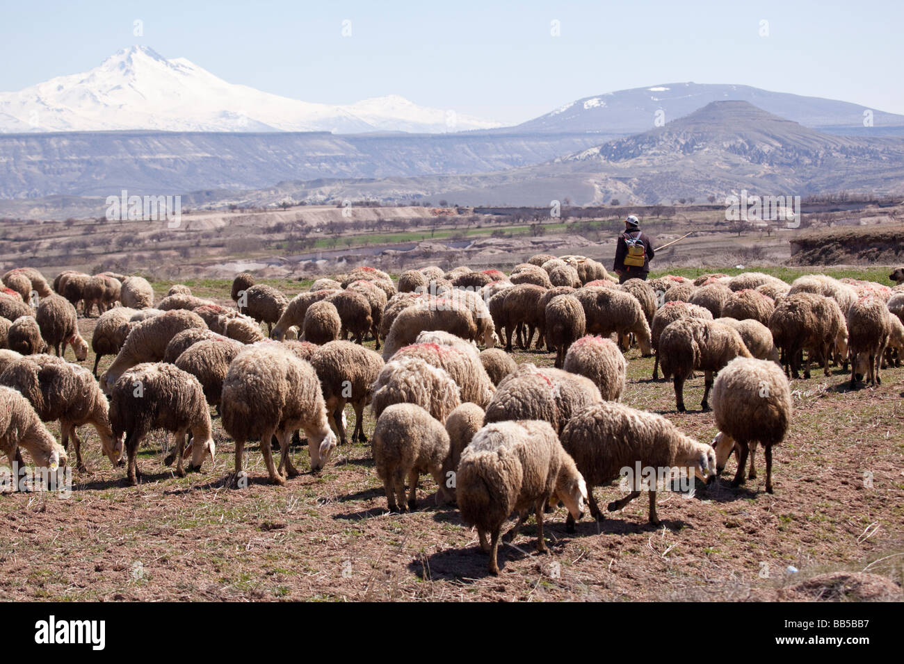 Sheep herder with his flock of sheep in Turkey Stock Photo Alamy