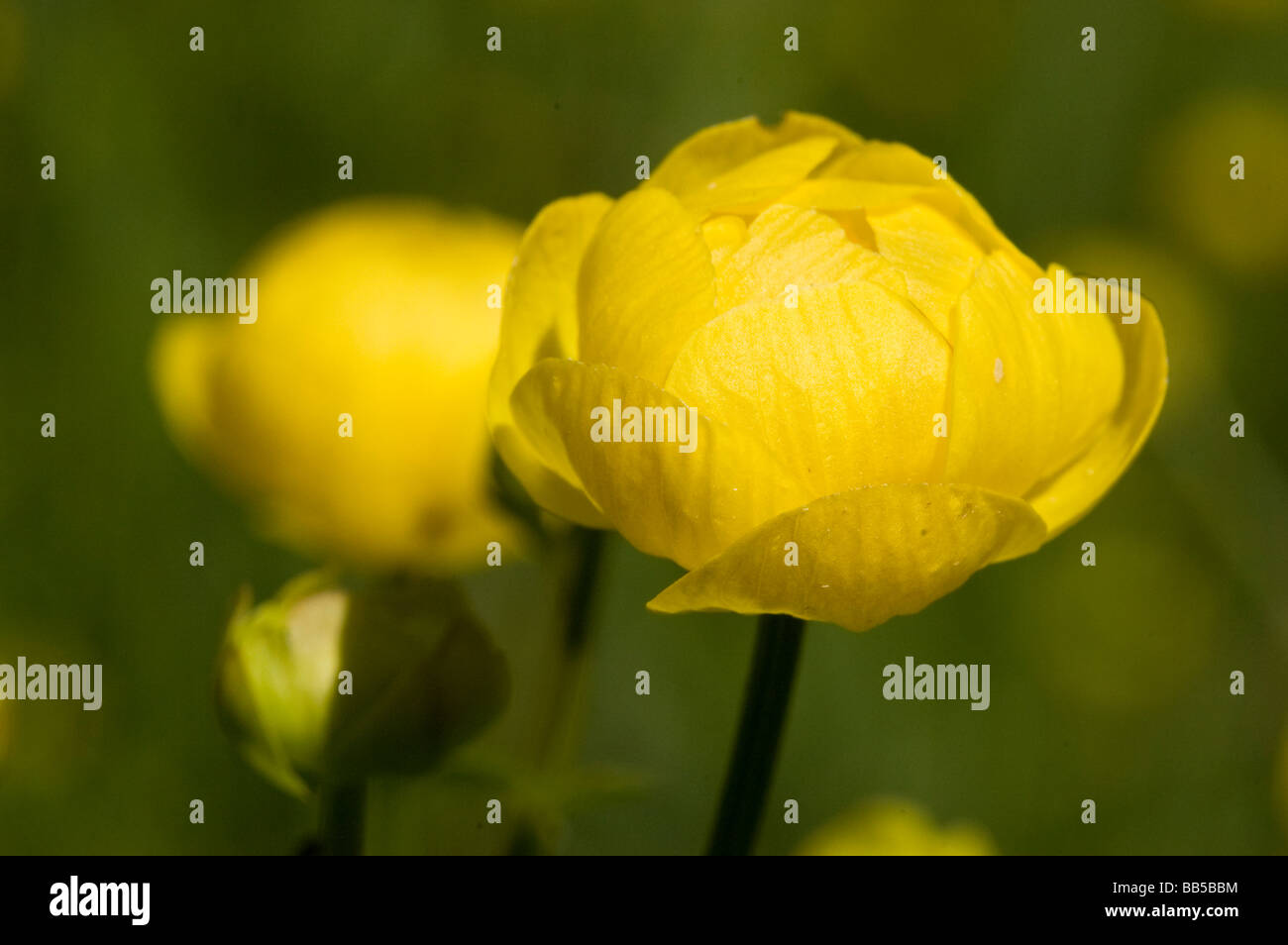 Globe Flower (Trollius europaeus Stock Photo Alamy