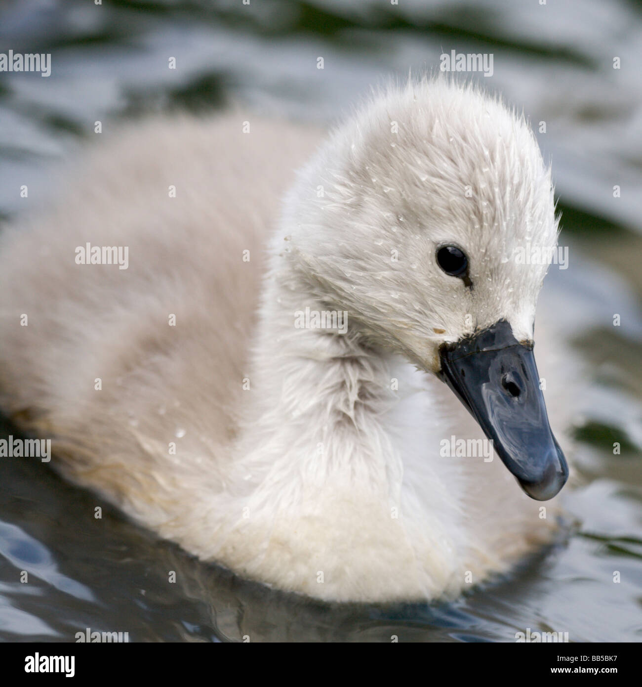 Profile of a Mute Swan cygnet (Cygnus olor) covered with drops of water looking to the right with its head cocked to one side Stock Photo