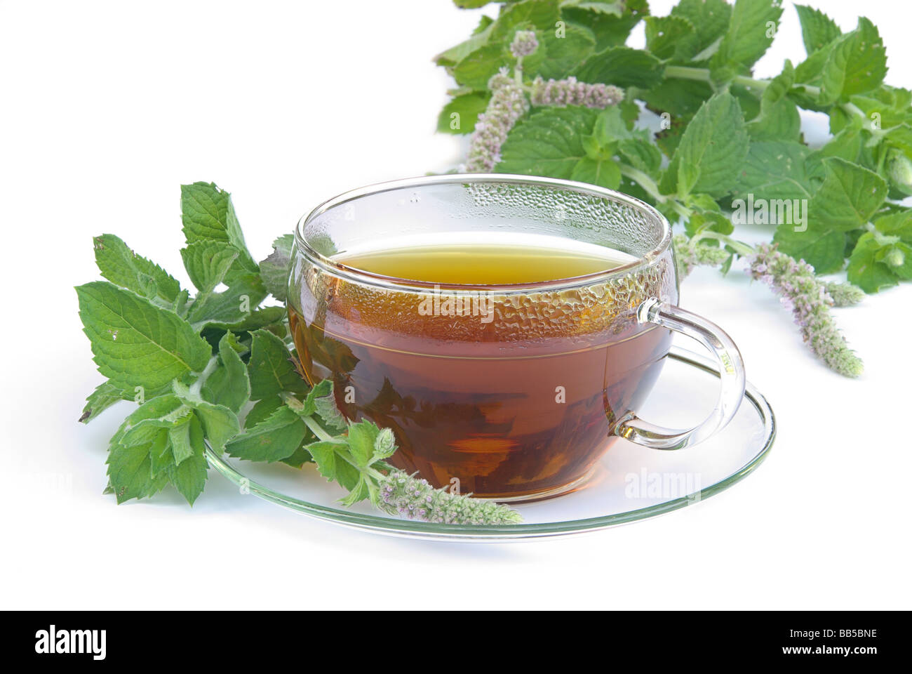 Tee Orangenminze tea Mentha citrata 03 Stock Photo