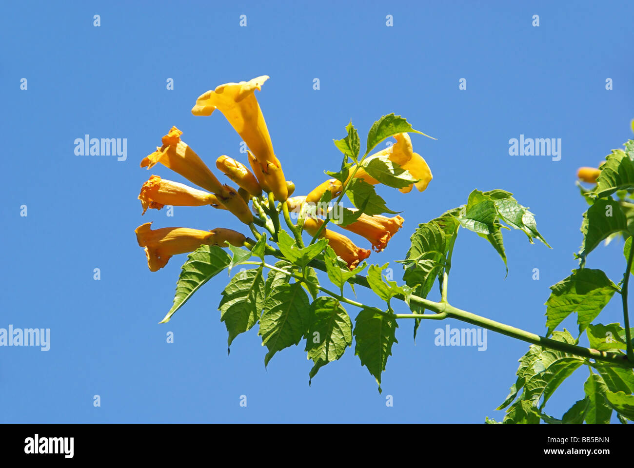Trompetenblume trumpet flower 01 Stock Photo