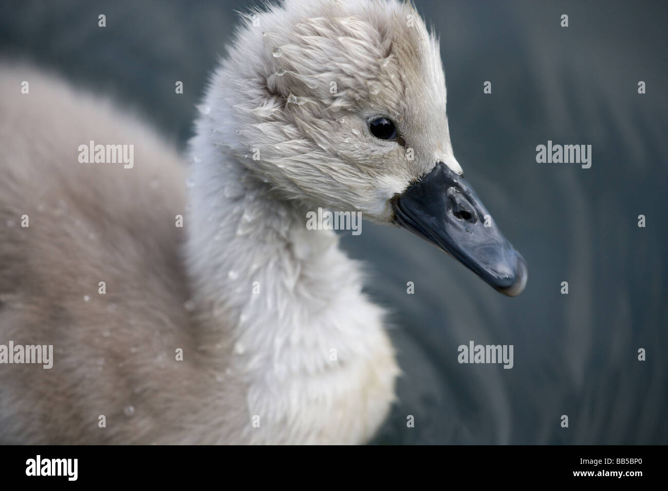 Profile of a Mute Swan cygnet (Cygnus olor) looking to the right Stock Photo