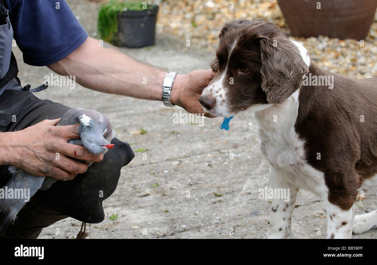 Introducing a Springer Spaniel to a dead pigeon Gundog trainer Stock Photo